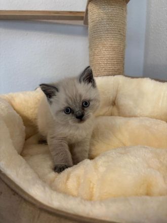 Süße BKH Blue Point Kitten reinrassig