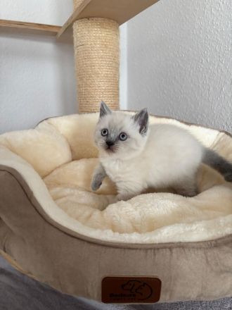 Süße BKH Blue Point Kitten reinrassig