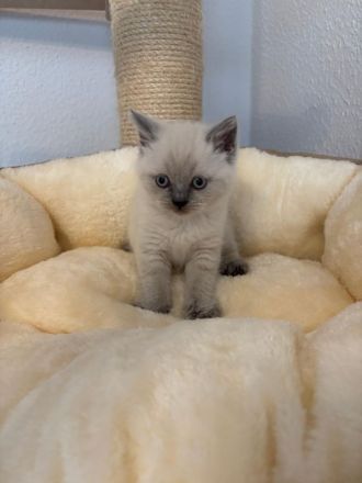 Süße BKH Blue Point Kitten reinrassig