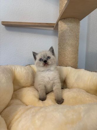 Süße BKH Blue Point Kitten reinrassig