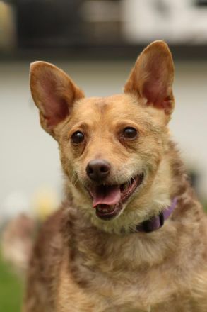 Roya sucht ihre liebe Familie....