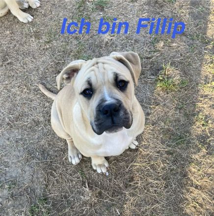 Die Welpen A.Bulldog zum verkaufen