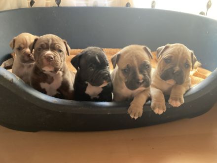 Die schönste Welpen Amer. Bulldoge zum verkaufen