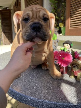 Die schönste Welpen Amer. Bulldoge zum verkaufen