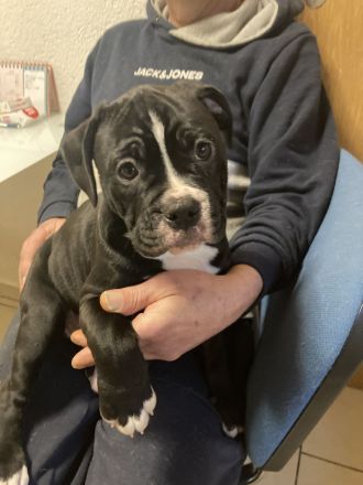 Die schönste Welpen Amer. Bulldoge zum verkaufen