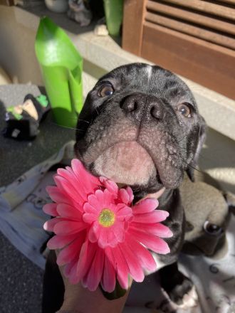 Die schönste Welpen Amer. Bulldoge zum verkaufen