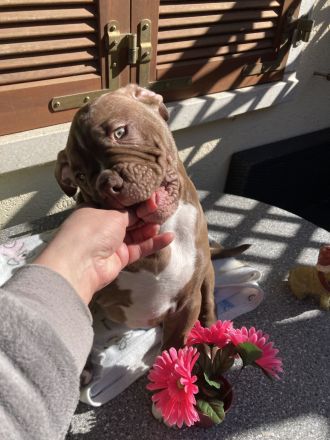 Die schönste Welpen Amer. Bulldoge zum verkaufen