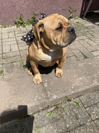 Die Welpen A.Bulldog zum verkaufen