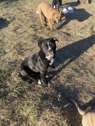 Die schönste Welpen Amer. Bulldoge zum verkaufen