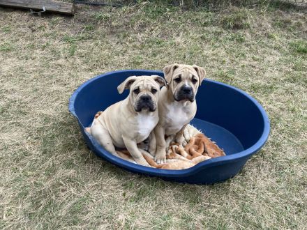 Die schönste Welpen Amer. Bulldoge zum verkaufen