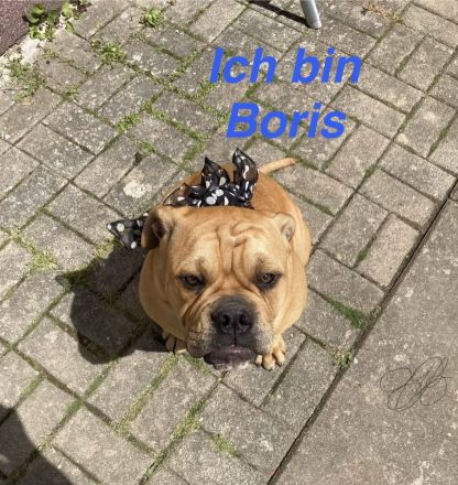 Die Welpen A.Bulldog zum verkaufen