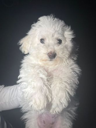 Unsere kleine Bichon Frisé Prinzessin sucht ein neues Zuhause