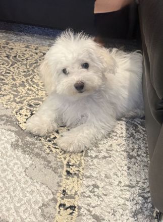 Unsere kleine Bichon Frisé Prinzessin sucht ein neues Zuhause