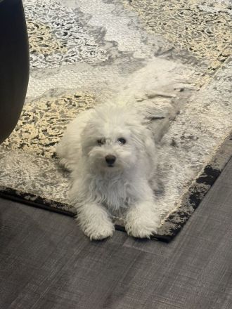Unsere kleine Bichon Frisé Prinzessin sucht ein neues Zuhause