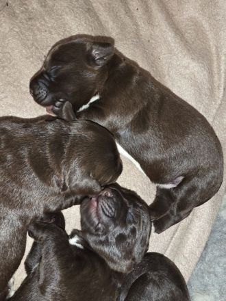 Deutsch drahthaar x Labrador