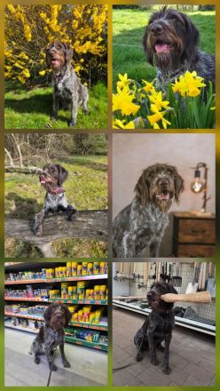 Deutsch drahthaar x Labrador