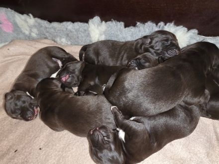 Deutsch drahthaar x Labrador