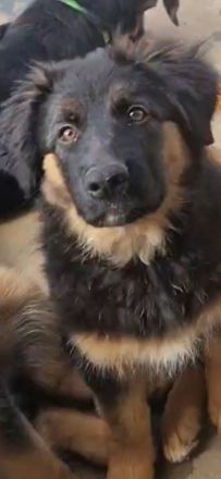 Schäferhund x Australian Shepherd Welpen sofort abgabebereit