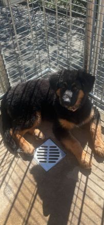 Nur noch 2 traumhafte Welpen – bereits erzogen & familienbereit 🐾