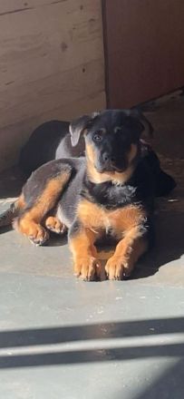 Schäferhund x Australian Shepherd Welpen sofort abgabebereit