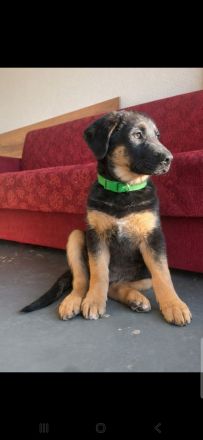 Schäferhund x Australian Shepherd Welpen sofort abgabebereit