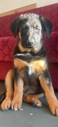 Schäferhund x Australian Shepherd Welpen sofort abgabebereit