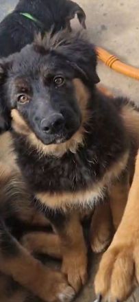 Schäferhund x Australian Shepherd Welpen sofort abgabebereit