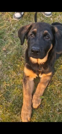 Schäferhund x Australian Shepherd Welpen sofort abgabebereit