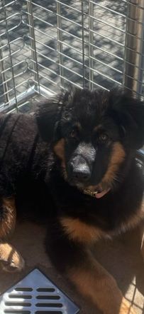 Nur noch 2 traumhafte Welpen – bereits erzogen & familienbereit 🐾