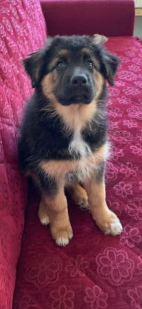 Schäferhund x Australian Shepherd Welpen sofort abgabebereit