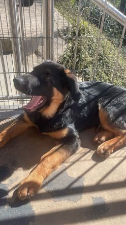 Nur noch 2 traumhafte Welpen – bereits erzogen & familienbereit 🐾