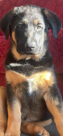 Schäferhund x Australian Shepherd Welpen sofort abgabebereit