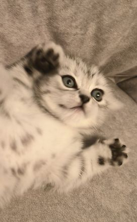 Reinrassige BKK Kitten