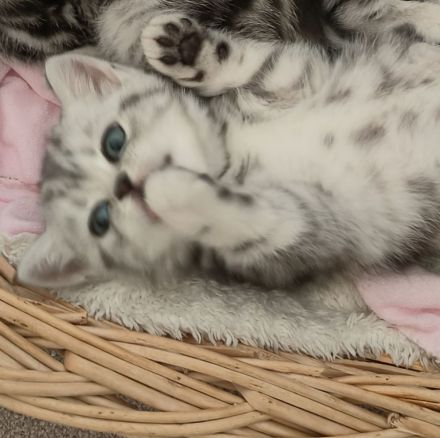 Reinrassige BKK Kitten mit Impfpass.