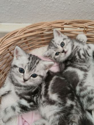 Reinrassige BKK Kitten