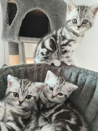 Reinrassige BKK Kitten mit Impfpass.