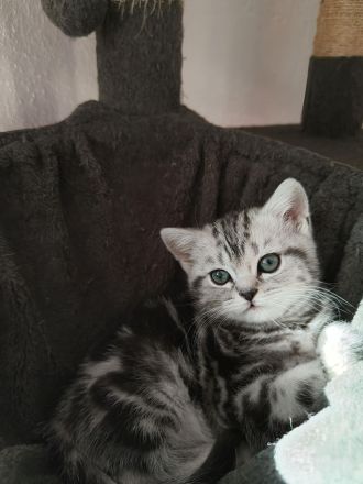 Reinrassige BKK Kitten mit Impfpass.