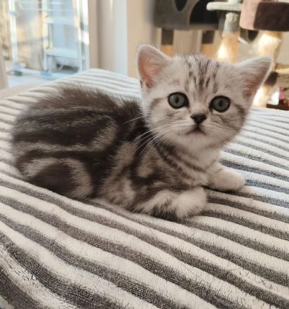 Reinrassige BKK Kitten mit Impfpass.