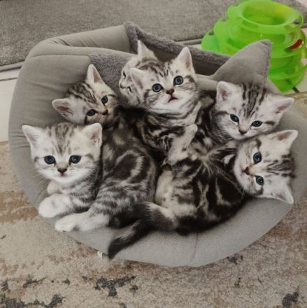 Reinrassige BKK Kitten mit Impfpass.