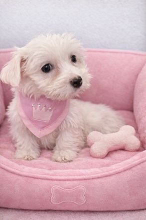 Maltipoo / Malteser Mini Mädchen