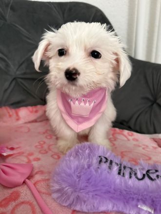 Maltipoo / Malteser Mini Mädchen