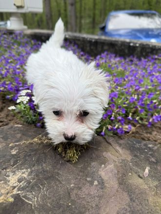 Maltipoo Mädchen