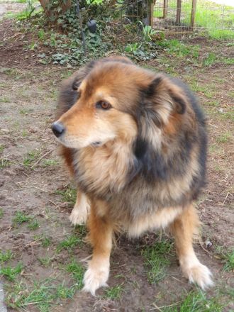 Ausgeglichener Australian Shepherd Rüde