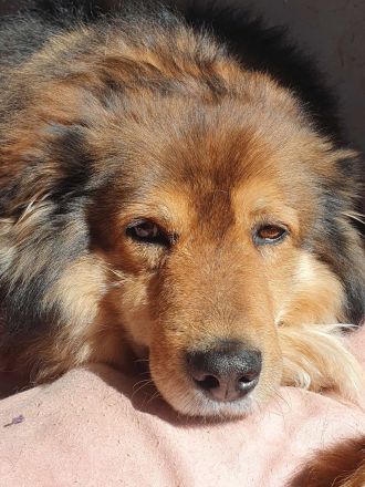 Ausgeglichener Australian Shepherd Rüde