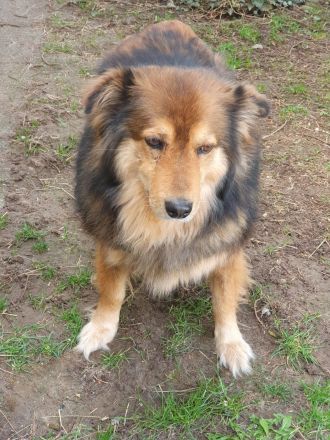 Ausgeglichener Australian Shepherd Rüde