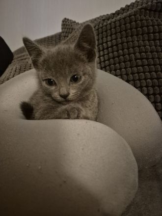 4 russisch blau Kitten