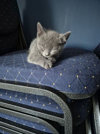 4 russisch blau Kitten