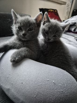 4 russisch blau Kitten