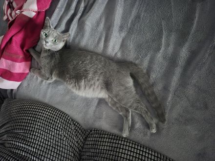 4 russisch blau Kitten