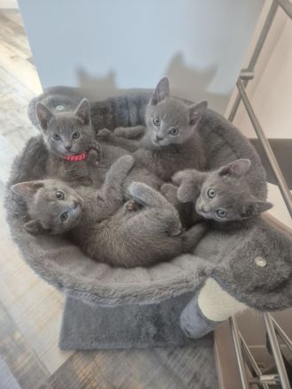 4 russisch blau Kitten